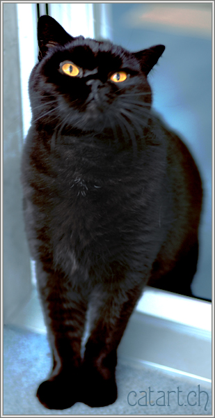 black-cats by marliss joss